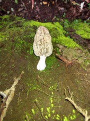 Morchella