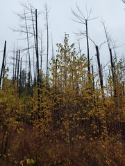 Betula platyphylla