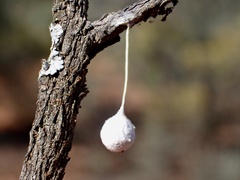 Tamopsis