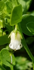 Salpichroa origanifolia