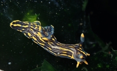 Polycera atra