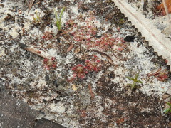 Drosera pygmaea