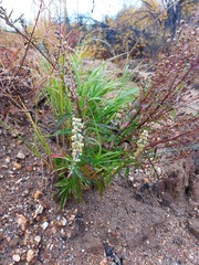 Artemisia integrifolia