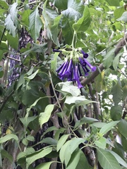 Iochroma