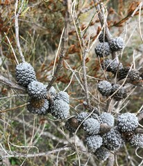 Allocasuarina mackliniana
