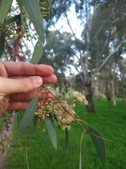 Eucalyptus radiata