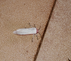 Arctiinae