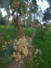 Eucalyptus radiata