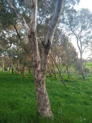 Eucalyptus radiata