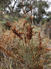 Allocasuarina mackliniana