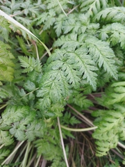 Anthriscus sylvestris