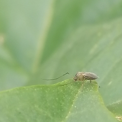 Chironomoidea