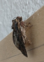 Apamea monoglypha