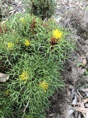 Isopogon ceratophyllus