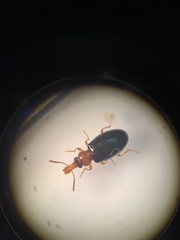 Salpingus ruficollis