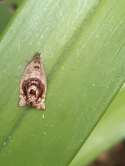 Acroceuthes metaxanthana