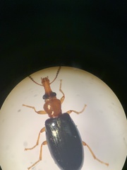 Salpingus ruficollis