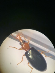 Salpingus ruficollis