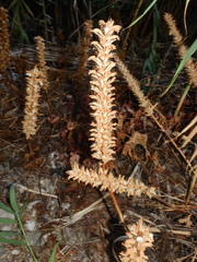 Acanthus mollis