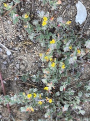 Acmispon heermannii