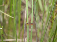 Machaerina juncea