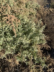 Atriplex lentiformis