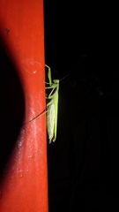Mantis religiosa