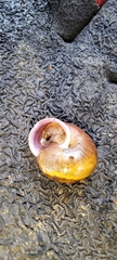 Sauroconcha corneovirens