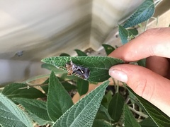 Chrysodeixis