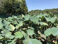 Nelumbo nucifera