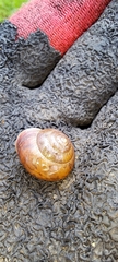 Sauroconcha corneovirens