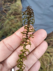 Elodea