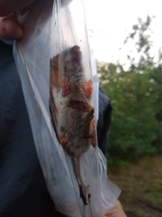 Apodemus flavicollis