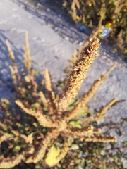 Amaranthus