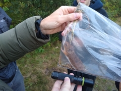 Apodemus flavicollis