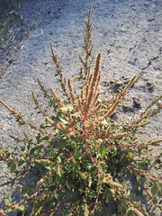 Amaranthus