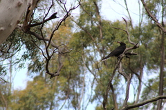 Strepera versicolor arguta