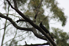 Strepera versicolor arguta