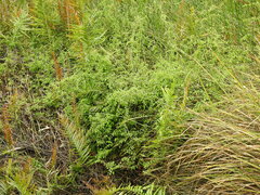 Lygodium microphyllum