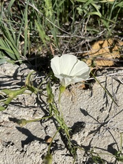 Calystegia macrostegia