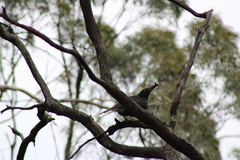 Strepera versicolor arguta