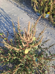 Amaranthus
