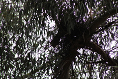 Strepera versicolor arguta