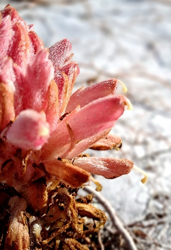 Image of Hyobanche thinophila by no rights reserved