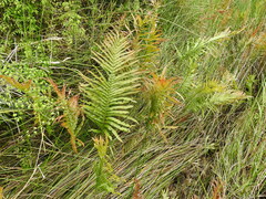 Telmatoblechnum indicum