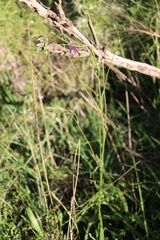 Arthropodium strictum
