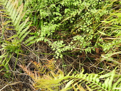 Lygodium microphyllum