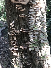 Trametes versicolor