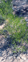 Pteronia paniculata