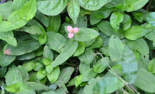 Murdannia versicolor (Murdannia versicolor)